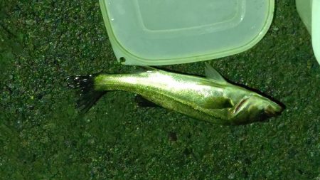 ナイトルアーフィッシング