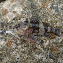 初場所で穴釣り