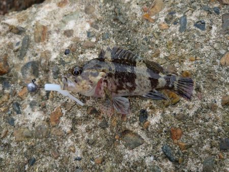 初場所で穴釣り