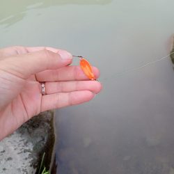 フィッシングフィールド中津川で管釣り