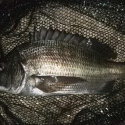 雨のやみ間に護岸際で