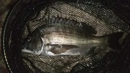 雨のやみ間に護岸際で