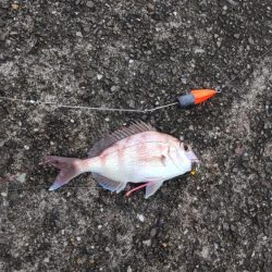 久しぶりの淡路島釣行