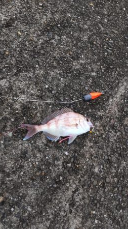 久しぶりの淡路島釣行