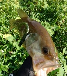 お昼間前に50UPをゲット!