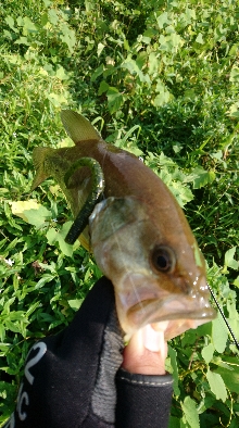 お昼間前に50UPをゲット!