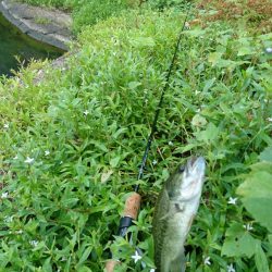 午前中の数釣り！