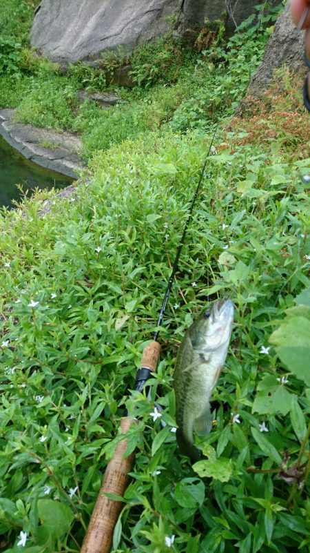 午前中の数釣り！