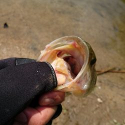 ソフト系ルアーで足元のボトム狙い