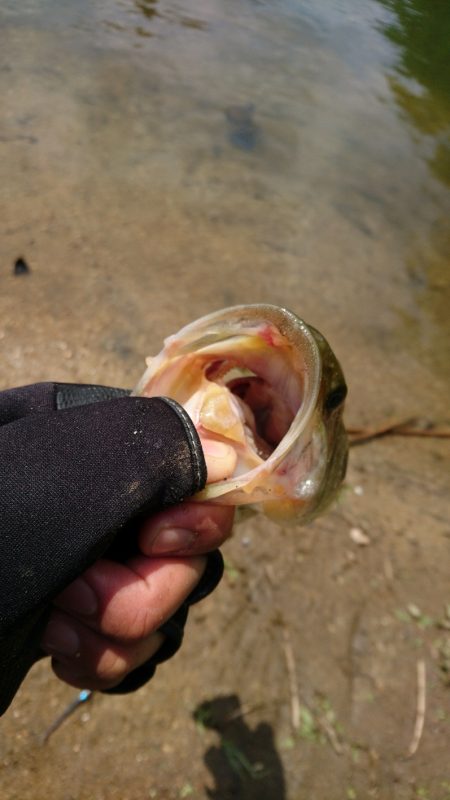 ソフト系ルアーで足元のボトム狙い
