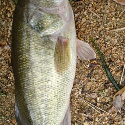 雨上がりの釣行