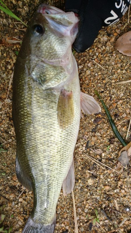 雨上がりの釣行