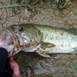 午前中のサイトフィッシング