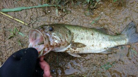 午前中のサイトフィッシング