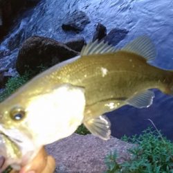 ランガンで計13匹