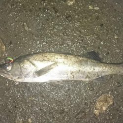 雨・濁り・大潮