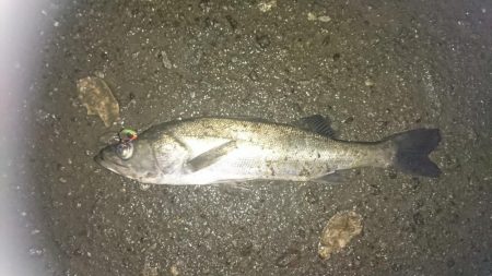 雨・濁り・大潮