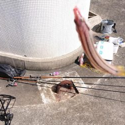 垂水一文字で探り釣りとサビキ釣り