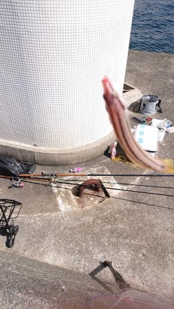 垂水一文字で探り釣りとサビキ釣り