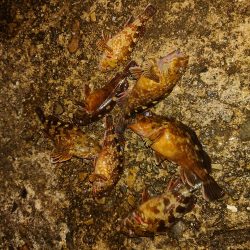 ロックフィッシュ