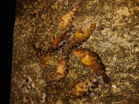 ロックフィッシュ