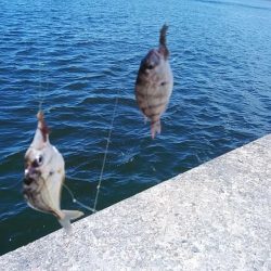 播磨新島のキス調査