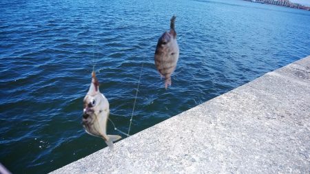 播磨新島のキス調査