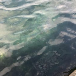 日中でもサビキ釣りで豆アジが釣れます