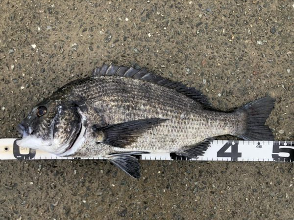 イチノ兄弟、釣果！