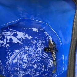 2週連続肝パン！