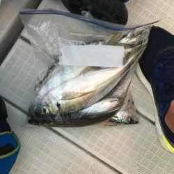 青物渋く、サビキを堪能