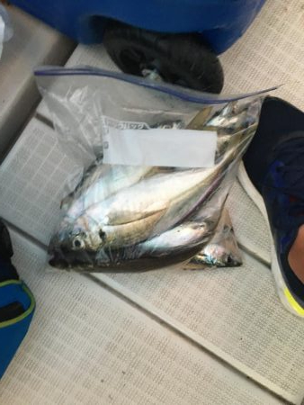 青物渋く、サビキを堪能