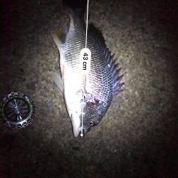 ヘチ釣りでチヌとキビレ！