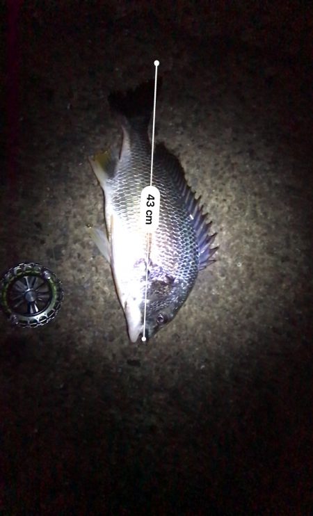 ヘチ釣りでチヌとキビレ！