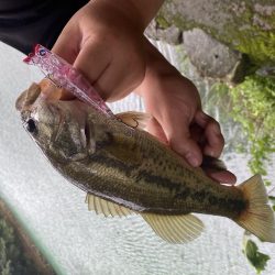 トップでバスが釣れました。［ガボッツ90］