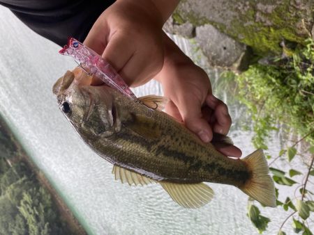 トップでバスが釣れました。［ガボッツ90］