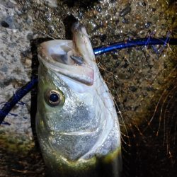 シーバスのサイズ測るの忘れたー