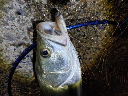 シーバスのサイズ測るの忘れたー