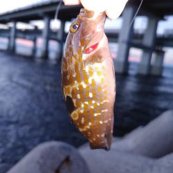 アジングのはずか