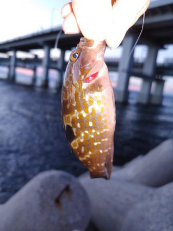 アジングのはずか