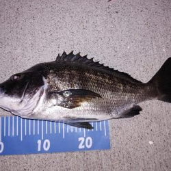 エギング！フロートリグ！