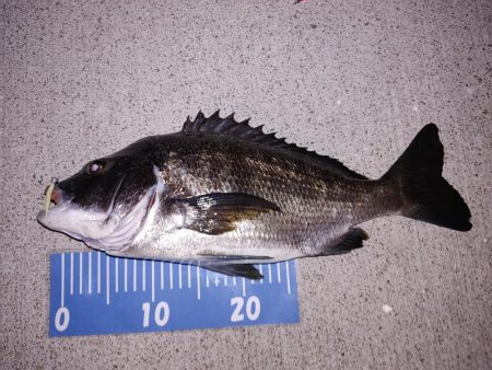 エギング！フロートリグ！