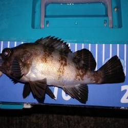 エギング！メバリング！