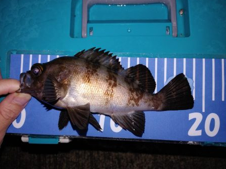 エギング！メバリング！