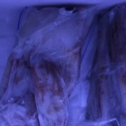 シロイカ活性ダウン