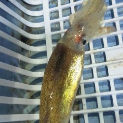 シロイカ台風前