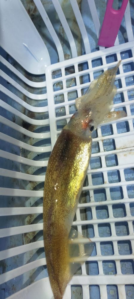 シロイカ台風前