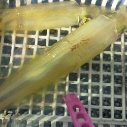 シロイカぼちぼち