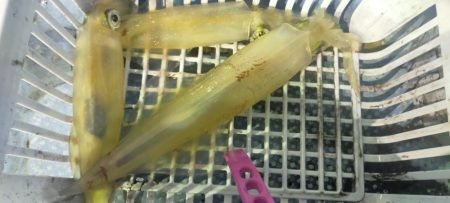 シロイカぼちぼち