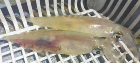 渋くなってきた